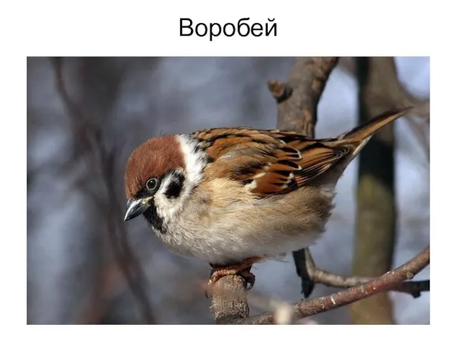 Воробей