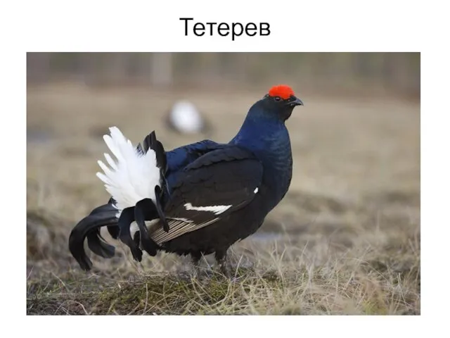 Тетерев