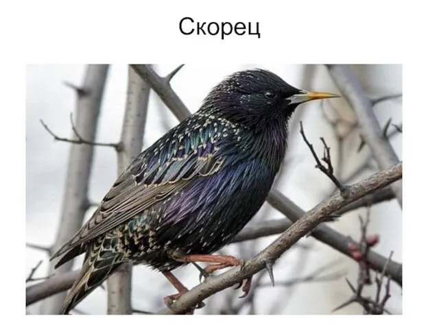 Скорец