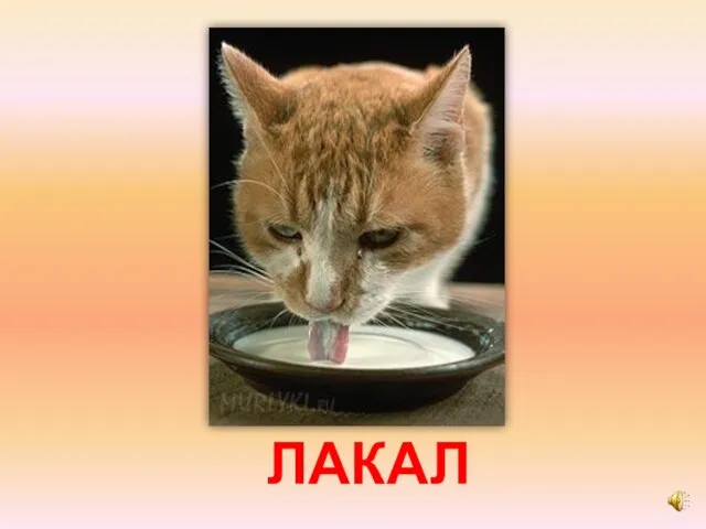 ЛАКАЛ