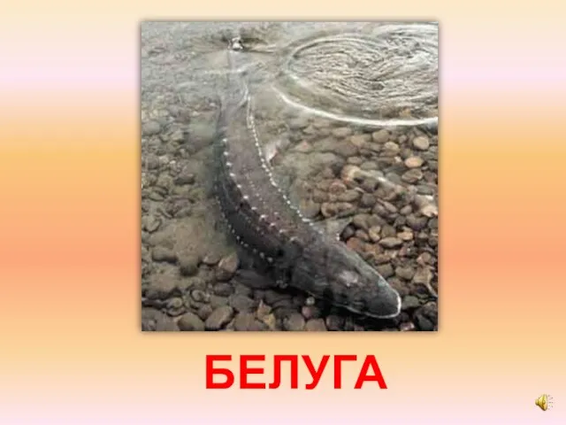 БЕЛУГА