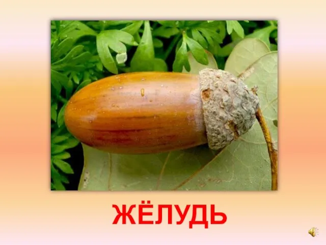 ЖЁЛУДЬ