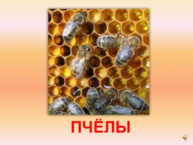 ПЧЁЛЫ