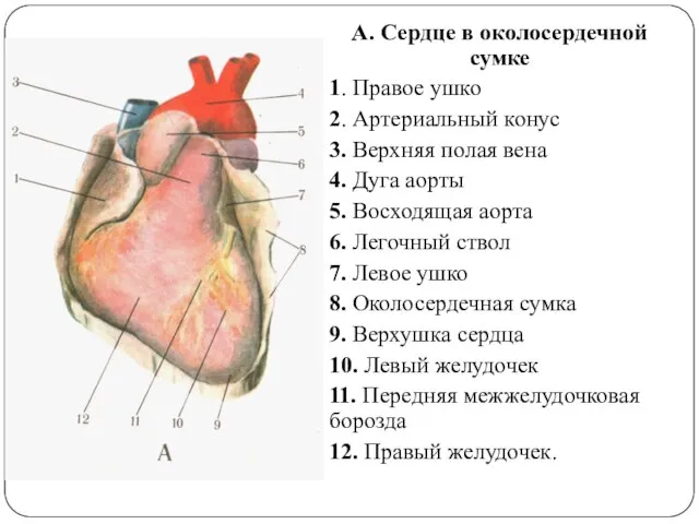 А. Сердце в околосердечной сумке 1. Правое ушко 2. Артериальный конус 3.