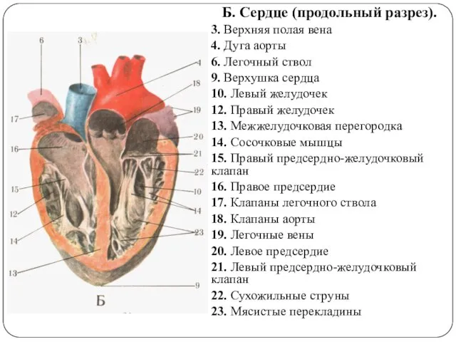 Б. Сердце (продольный разрез). 3. Верхняя полая вена 4. Дуга аорты 6.