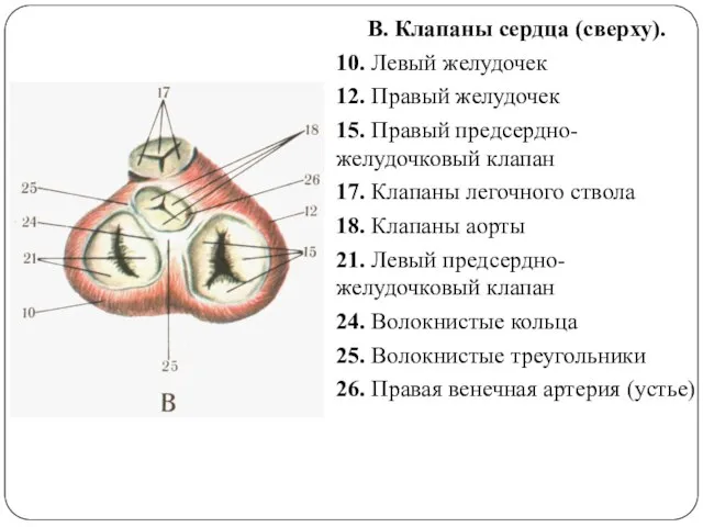В. Клапаны сердца (сверху). 10. Левый желудочек 12. Правый желудочек 15. Правый