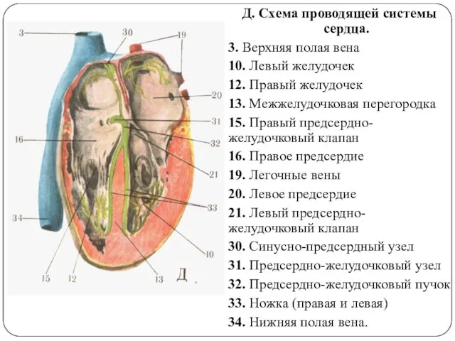 Д. Схема проводящей системы сердца. 3. Верхняя полая вена 10. Левый желудочек