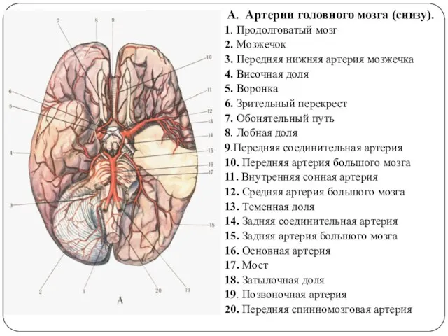 А. Артерии головного мозга (снизу). 1. Продолговатый мозг 2. Мозжечок 3. Передняя