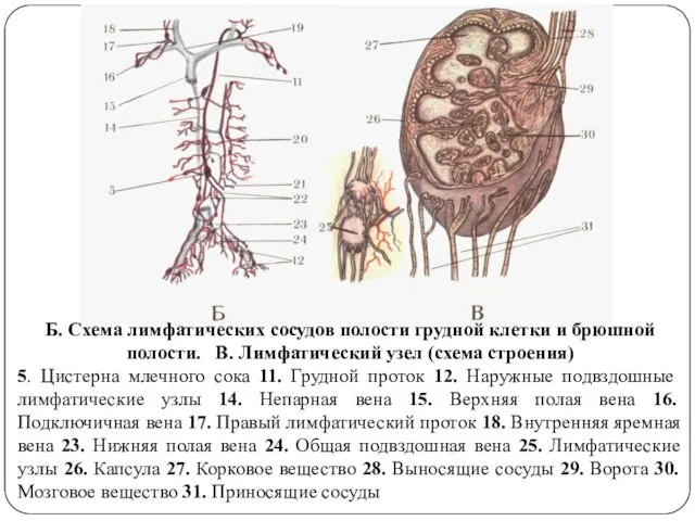 Б. Схема лимфатических сосудов полости грудной клетки и брюшной полости. В. Лимфатический