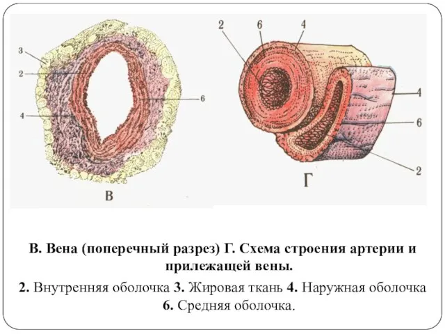 В. Вена (поперечный разрез) Г. Схема строения артерии и прилежащей вены. 2.