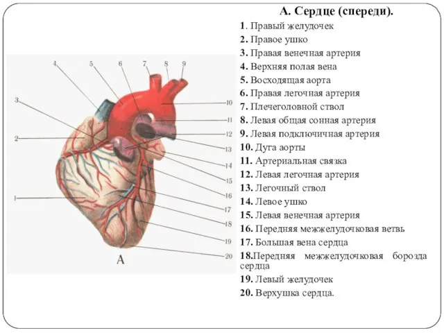 А. Сердце (спереди). 1. Правый желудочек 2. Правое ушко 3. Правая венечная