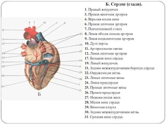 Б. Сердце (сзади). 1. Правый желудочек 3. Правая венечная артерия 4. Верхняя