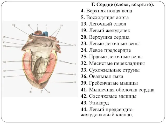 Г. Сердце (слева, вскрыто). 4. Верхняя полая вена 5. Восходящая аорта 13.