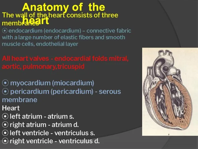 Anatomy of the heart The wall of the heart consists of three