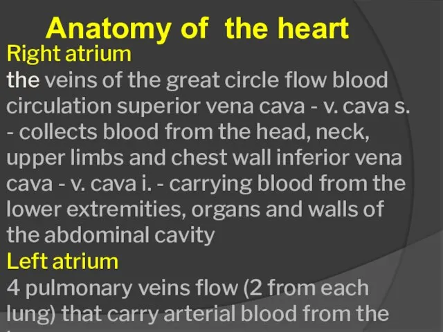 Anatomy of the heart Right atrium the veins of the great circle