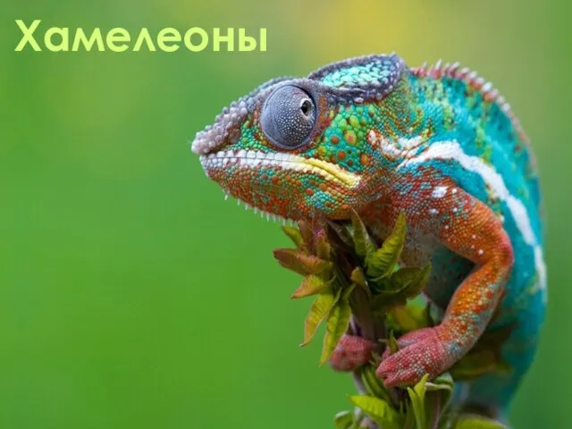 Хамелеоны