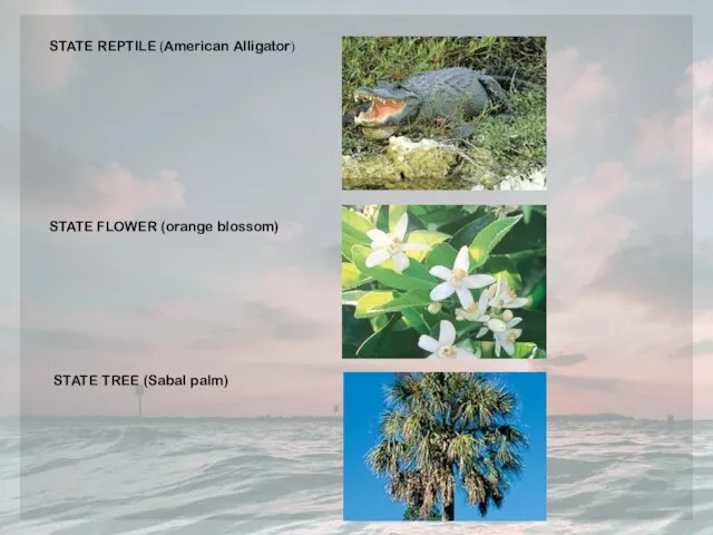 STATE REPTILE (American Alligator) STATE FLOWER (orange blossom) STATE TREE (Sabal palm)