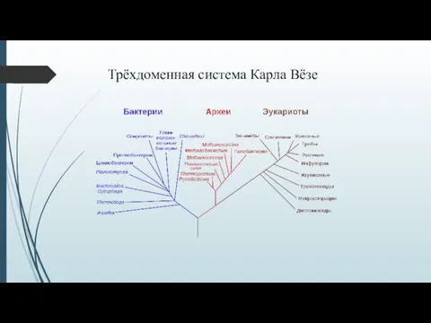 Трёхдоменная система Карла Вёзе