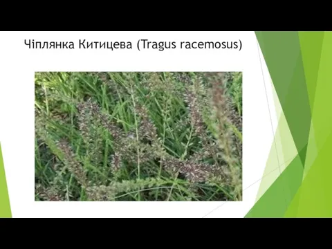 Чіплянка Китицева (Tragus racemosus)