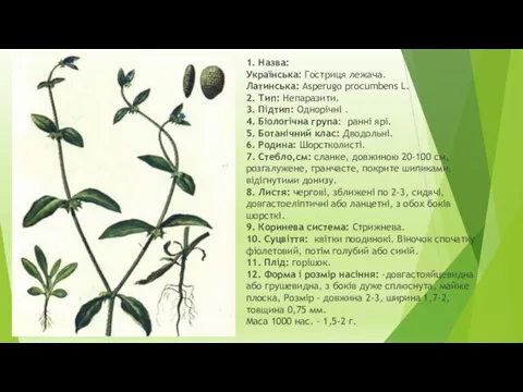 1. Назва: Українська: Гостриця лежача. Латинська: Asperugo procumbens L. 2. Тип: Непаразити.