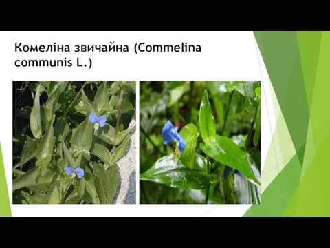 Комеліна звичайна (Commelina communis L.)