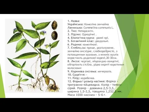 1. Назва: Українська: Комеліна звичайна Латинська: Commelina communis L. 2. Тип: Непаразити.