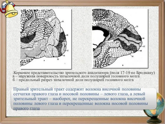 .Корковое представительство зрительного анализатора (поля 17-19 по Бродману) а – наружная поверхность