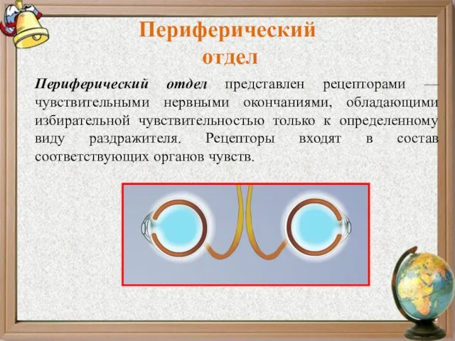 Периферический отдел Периферический отдел представлен рецепторами —чувствительными нервными окончаниями, обладающими избирательной чувствительностью