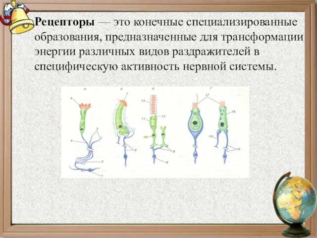 Рецепторы — это конечные специализированные образования, предназначенные для трансформации энергии различных видов