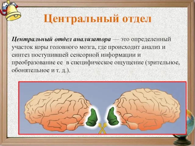 Центральный отдел Центральный отдел анализатора — это определенный участок коры головного мозга,