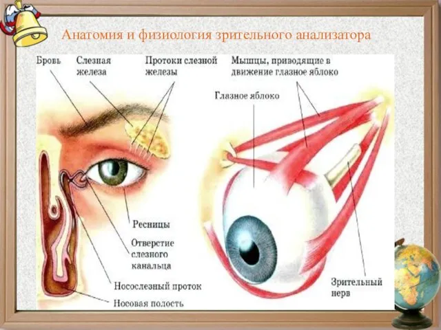 Анатомия и физиология зрительного анализатора