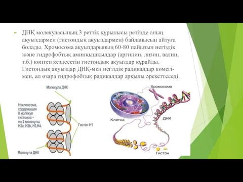 ДНҚ молекуласының 3 реттік құрылысы ретінде оның ақуыздармен (гистондық ақуыздармен) байланысын айтуға