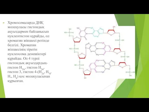 Хромосомаларда ДНҚ молекуласы гистондық ақуыздармен байланысып нуклеогистон құрайды, ол хроматин жіпшесі ретінде