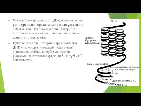 Осындай әр бір денешікті ДНҚ молекуласы екі рет ширатылып оралады және оның