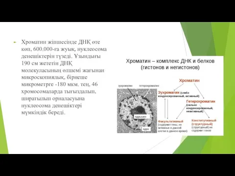 Хроматин жіпшесінде ДНҚ өте көп, 600.000-ға жуық, нуклеосома денешіктерін түзеді. Ұзындығы 190