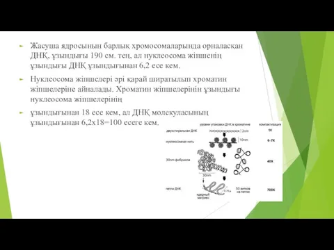 Жасуша ядросынын барлық хромосомаларында орналасқан ДНҚ, ұзындығы 190 см. тең, ал нуклеосома