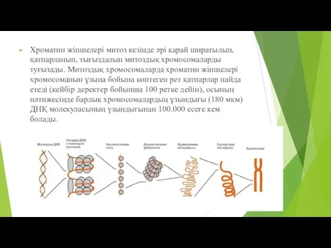 Хроматин жіпшелері митоз кезінде әрі карай ширатылып, қатпарланып, тығыздалып митоздық хромосомаларды туғызады.