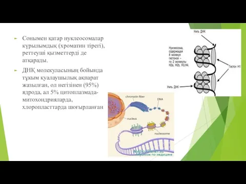 Сонымен қатар нуклеосомалар күрылымдық (хроматин тірегі), реттеуші қызметтерді де атқарады. ДНҚ молекуласының