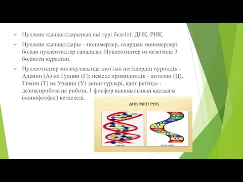 Нуклеин қышқылдарының екі түрі белгілі: ДНҚ, РНҚ. Нуклеин қышқылдары—полимерлер, олардың мономерлері болып