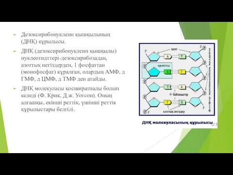 Дезоксирибонуклеин қышқылының (ДНҚ) кұрылысы. ДНҚ (дезоксирибонуклеин қышқылы) нуклеотидттері-дезоксирибозадан, азоттық негіздерден, 1 фосфаттан