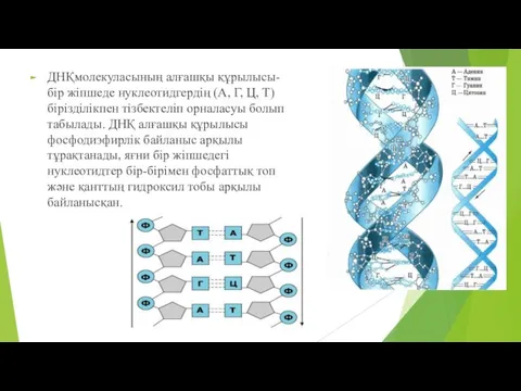 ДНҚмолекуласының алғашқы құрылысы-бір жіпшеде нуклеотидгердің (А, Г, Ц, Т) бірізділікпен тізбектеліп орналасуы