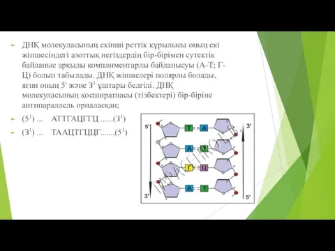 ДНҚ молекуласының екінші реттік кұрылысы оның екі жіпшесіндегі азоттық негіздердің бір-бірімен сутектік