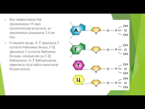 Қос ширатпаның бір оралымында 10 жұп нуклеотидтер кездеседі, ал оралымның ұзындығы 3,4