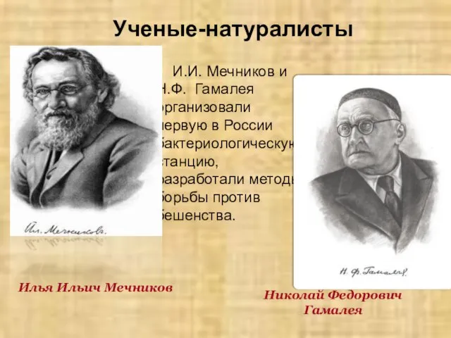 Ученые-натуралисты Илья Ильич Мечников И.И. Мечников и Н.Ф. Гамалея организовали первую в