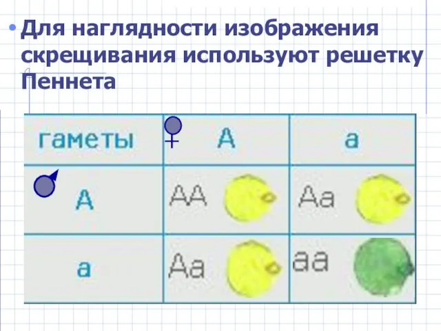 Для наглядности изображения скрещивания используют решетку Пеннета