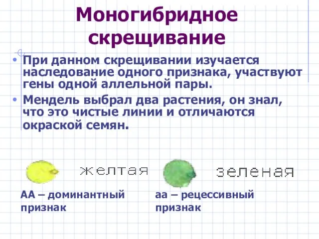 Моногибридное скрещивание При данном скрещивании изучается наследование одного признака, участвуют гены одной