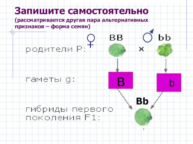 Запишите самостоятельно (рассматривается другая пара альтернативных признаков – форма семян) в b Вb