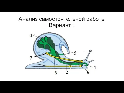 Анализ самостоятельной работы Вариант 1