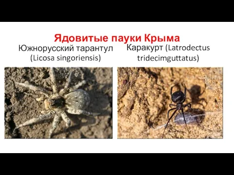 Ядовитые пауки Крыма Южнорусский тарантул (Licosa singoriensis) Каракурт (Latrodectus tridecimguttatus)