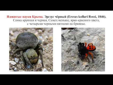 Ядовитые пауки Крыма. Эрезус чёрный (Eresus kollari Rossi, 1846). Самка крупная и